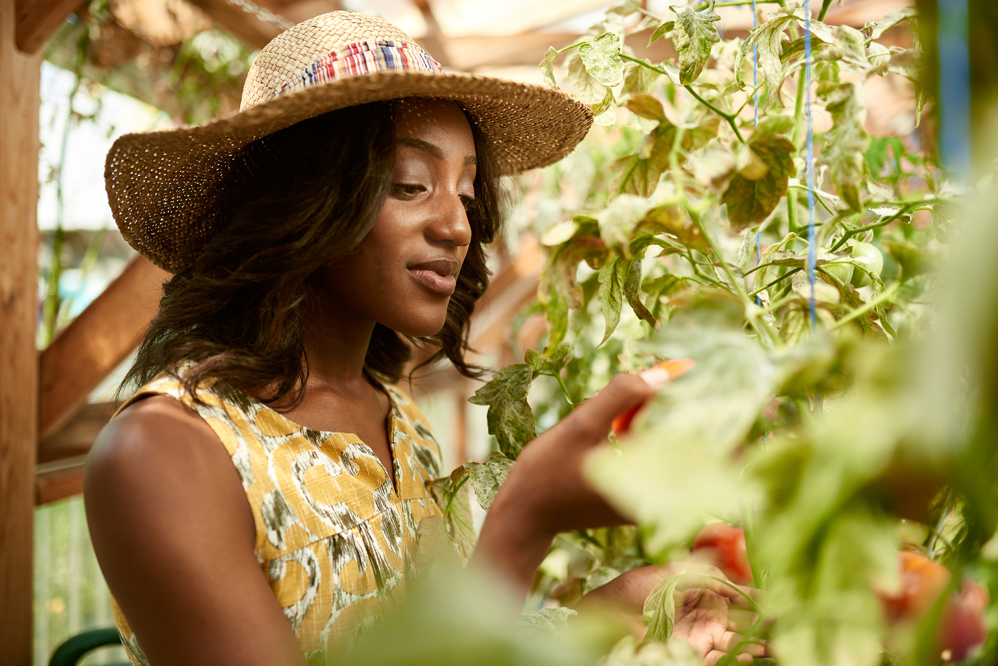 friendly-woman-harvesting-fresh-tomatoes-from-the-P6DJ6HC